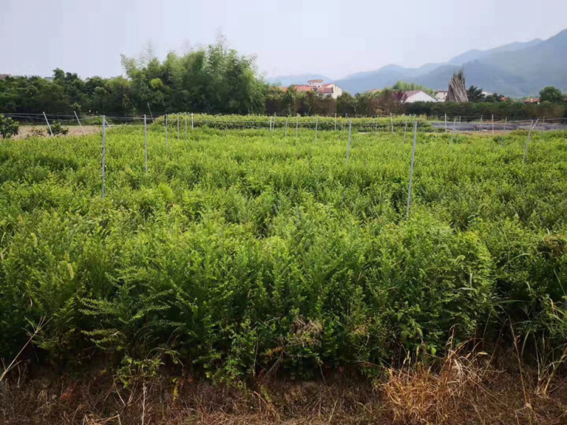 南方红豆杉小苗10~20cm一年生红豆杉小苗