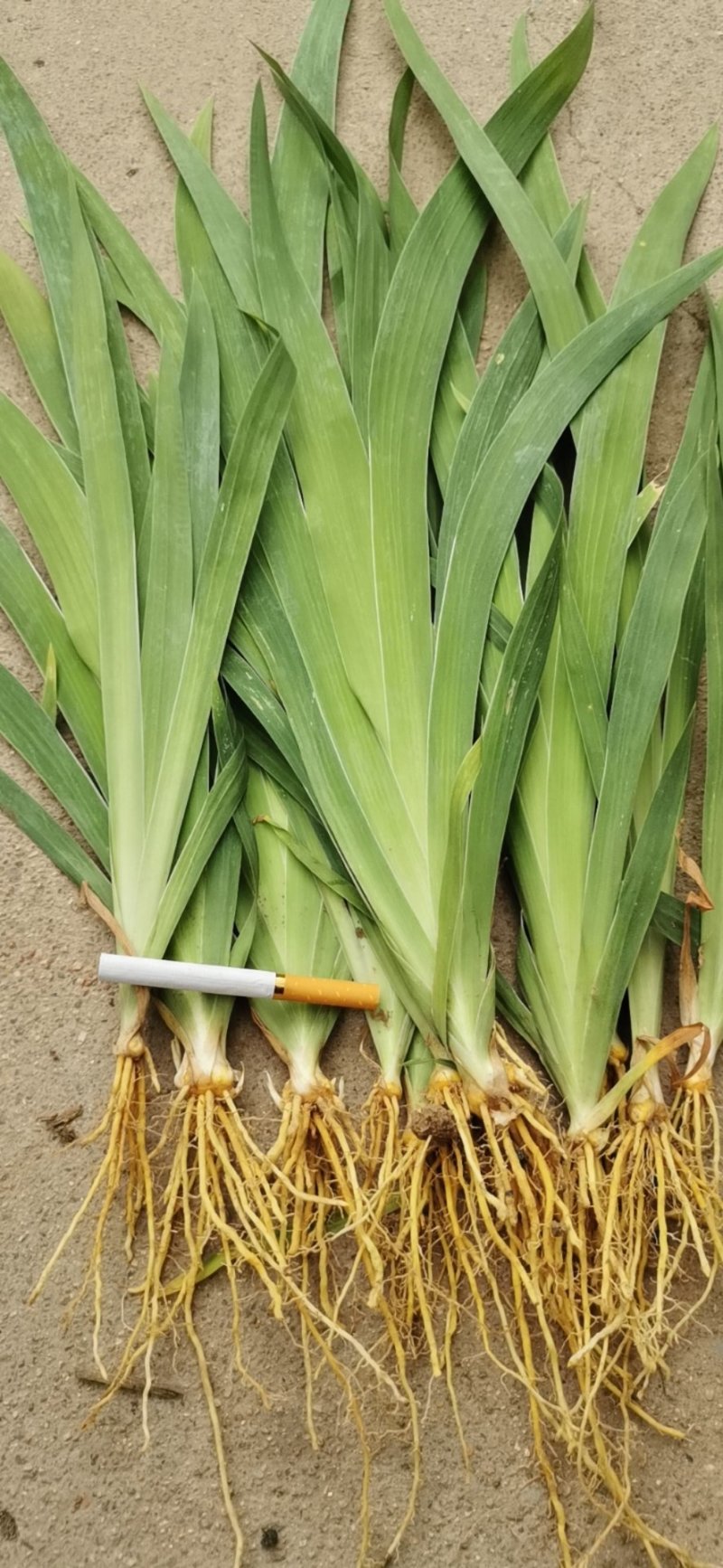 射干苗，射干种苗，中药材苗药用射干苗，