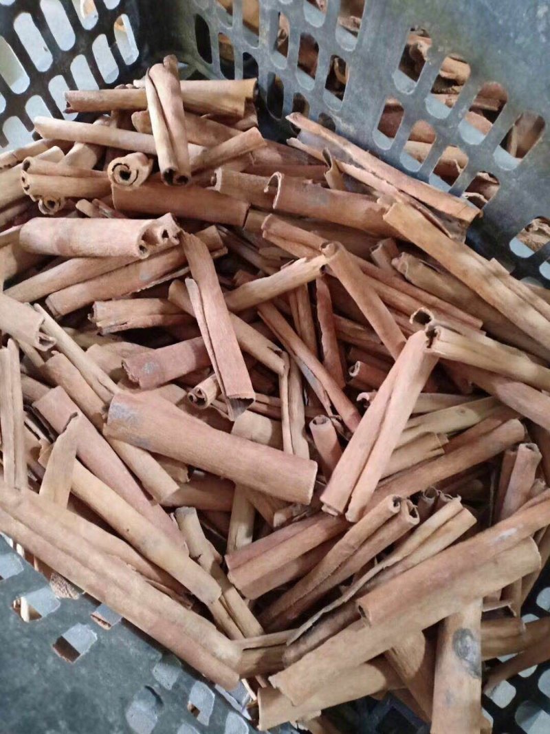 缅甸桂皮