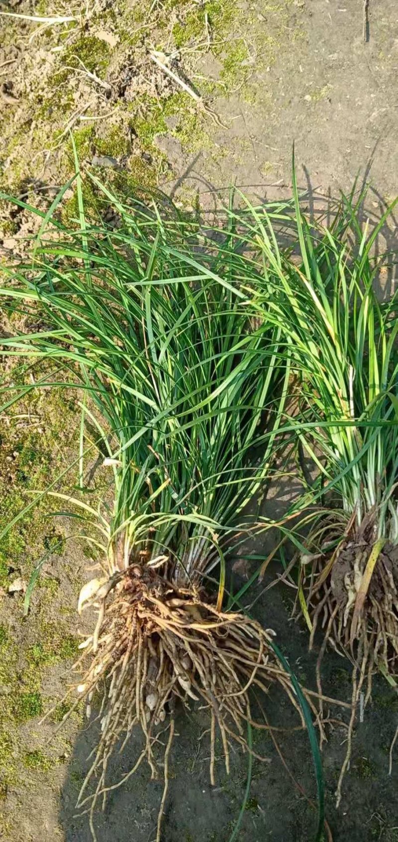 细叶麦冬草四川麦冬玉龙草麦冬苗麦冬种苗基地直供绿化专用