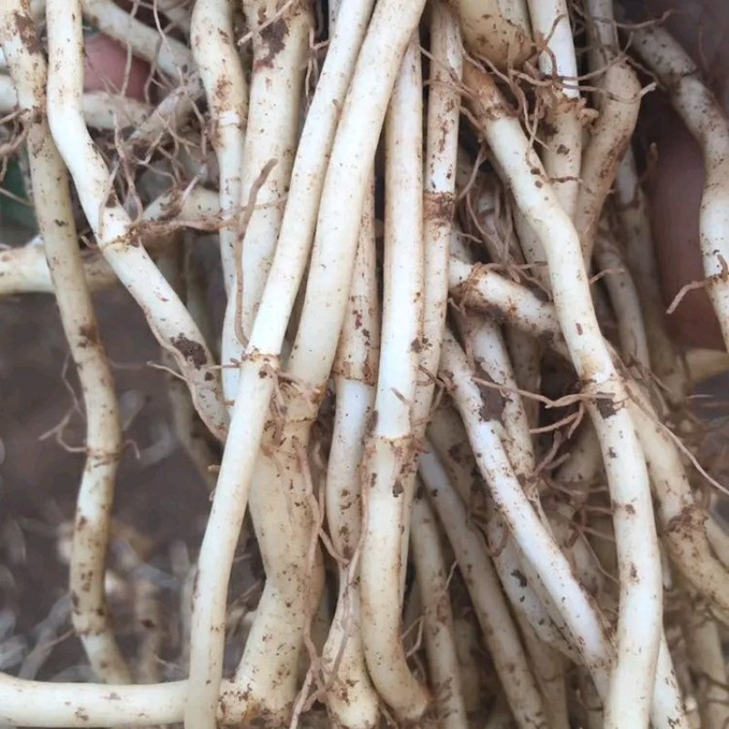 鱼腥草，折耳根，水田根旱根应有尽有可做一件代发