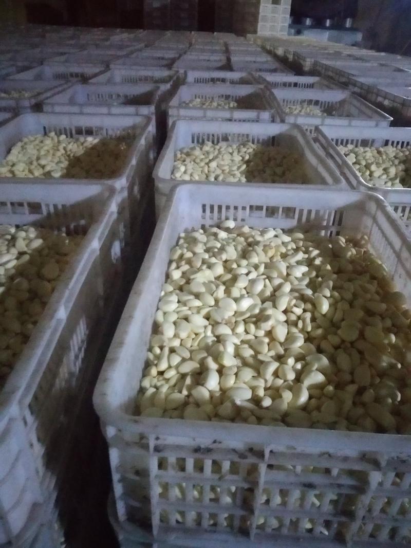 大蒜金乡大蒜原产地发货保质保量精品一级蒜米欢迎来电