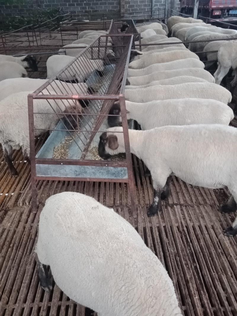 黑头杜泊杜泊孕羊澳洲白母羊种羊