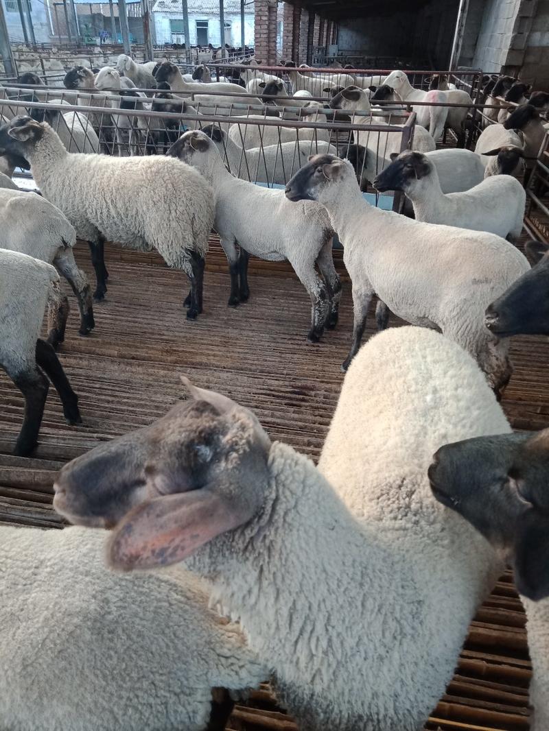 黑头杜泊杜泊孕羊澳洲白母羊种羊