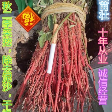 优质改良丹参苗，包技术指导。包回收可以签合同欢迎来电