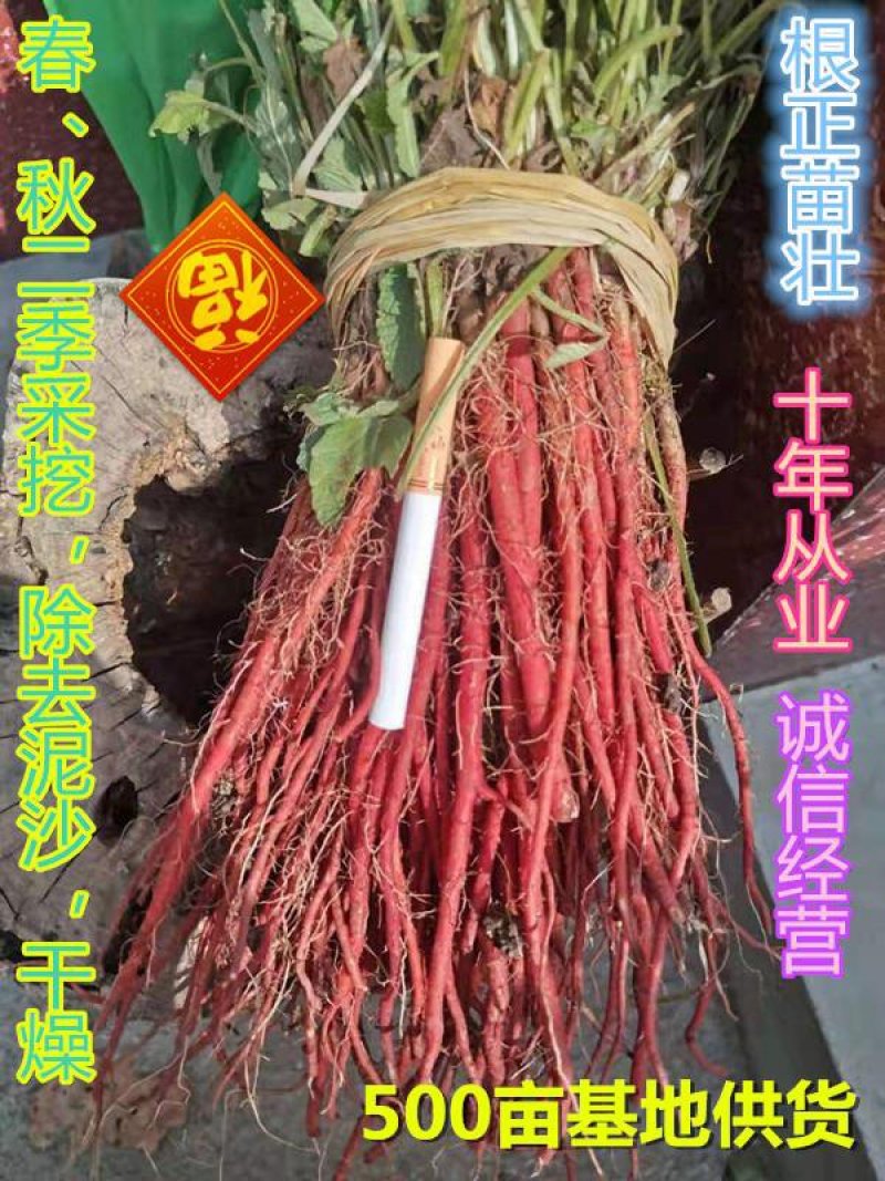 优质改良丹参苗，包技术指导。包回收可以签合同欢迎来电