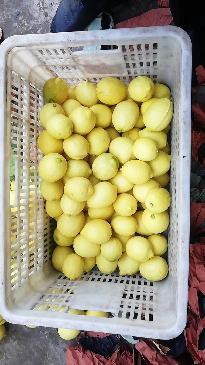 柠檬四川安岳尤力克柠檬