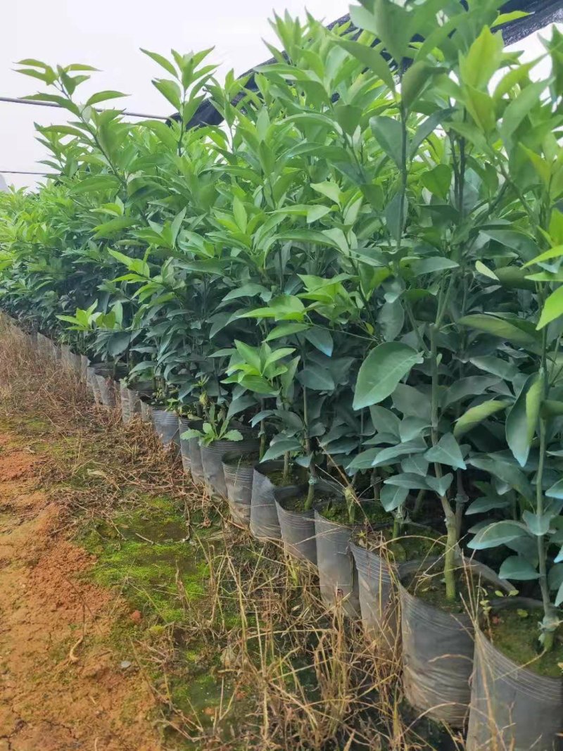 柑桔苗沃柑苗无病苗品种正宗基地直供批发