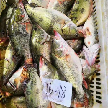 桂鱼