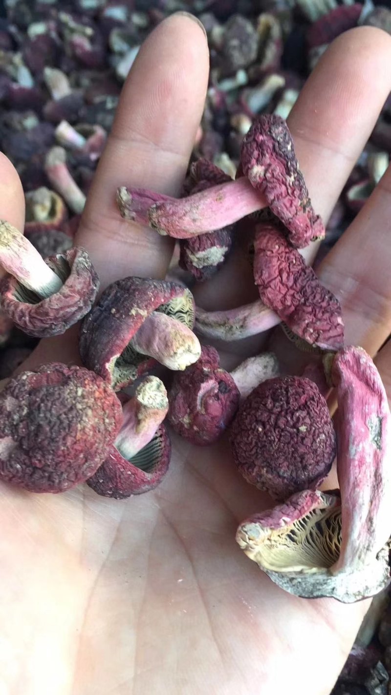 野生正红菇，大菇丁，一元硬币大小。短脚红菇丁干品