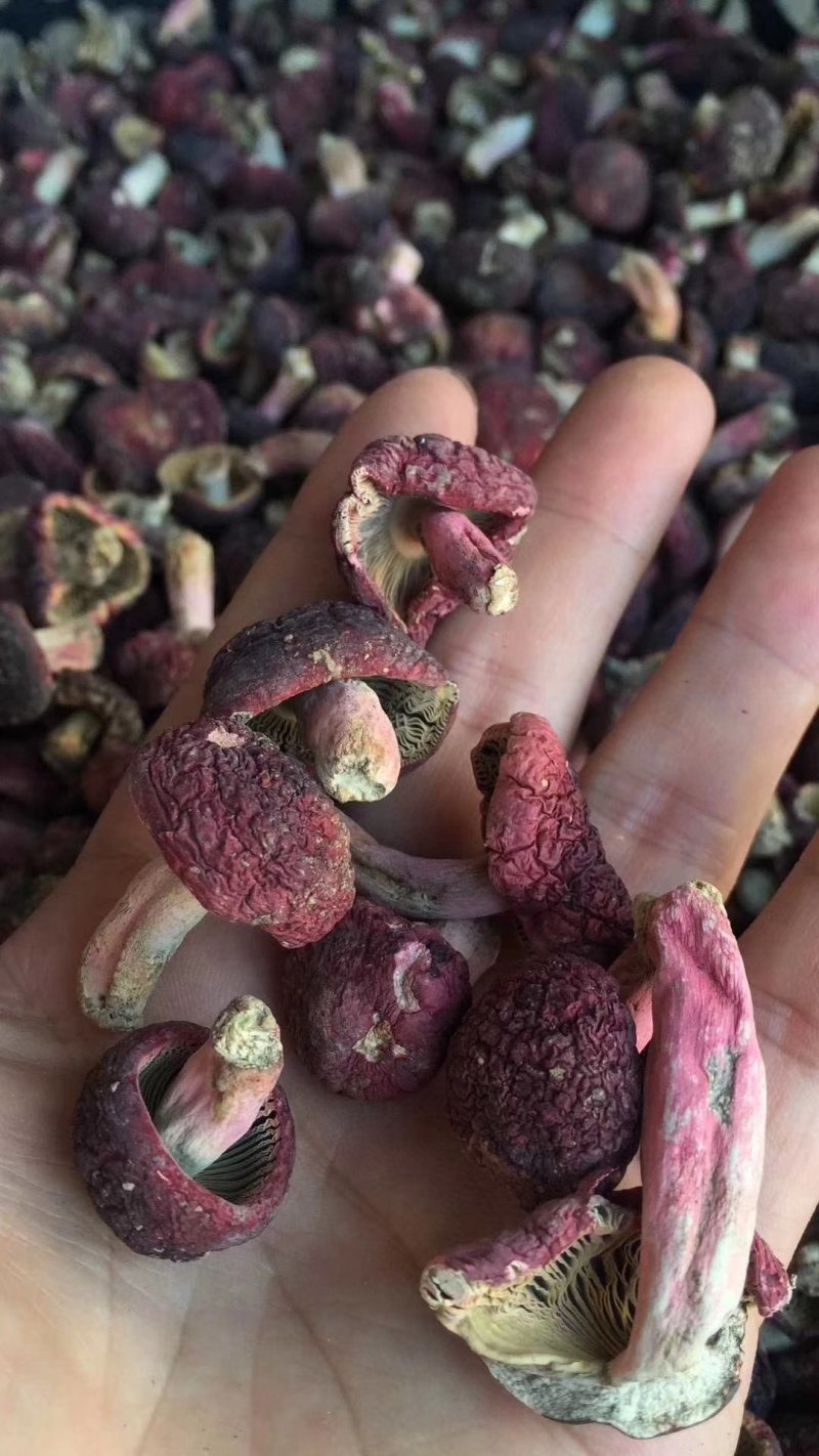 野生正红菇，大菇丁，一元硬币大小。短脚红菇丁干品
