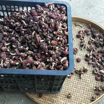 野生正红菇，大菇丁，一元硬币大小。短脚红菇丁干品