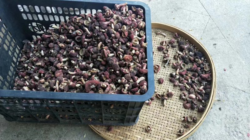 野生正红菇，大菇丁，一元硬币大小。短脚红菇丁干品