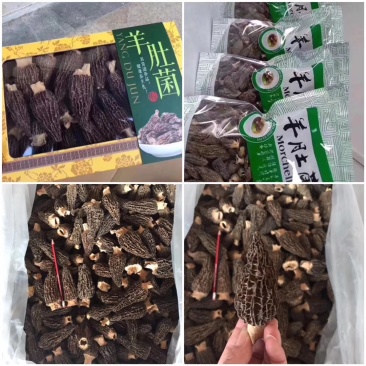 头茬羊肚菌大个头干品羊肚菌