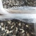 头茬羊肚菌大个头干品羊肚菌