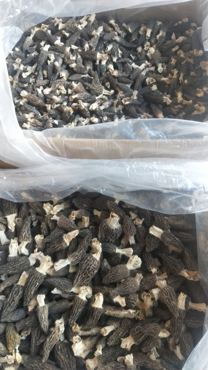 头茬羊肚菌大个头干品羊肚菌