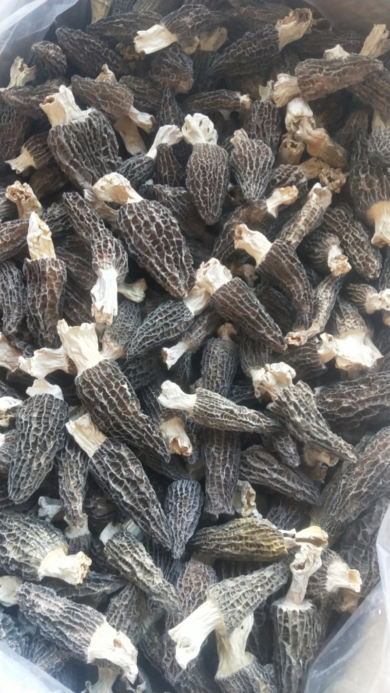 头茬羊肚菌大个头干品羊肚菌
