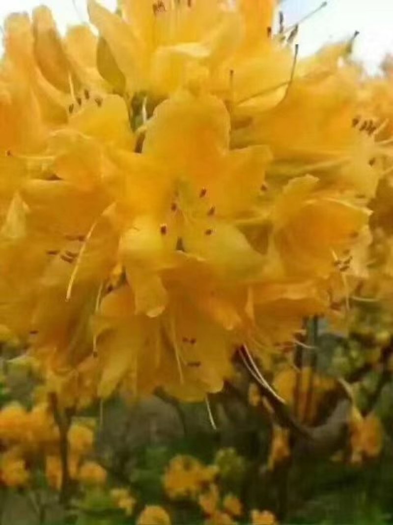 映山红