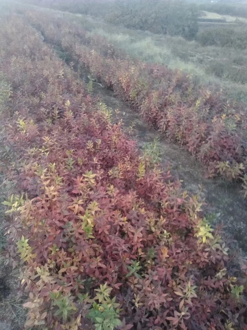 映山红