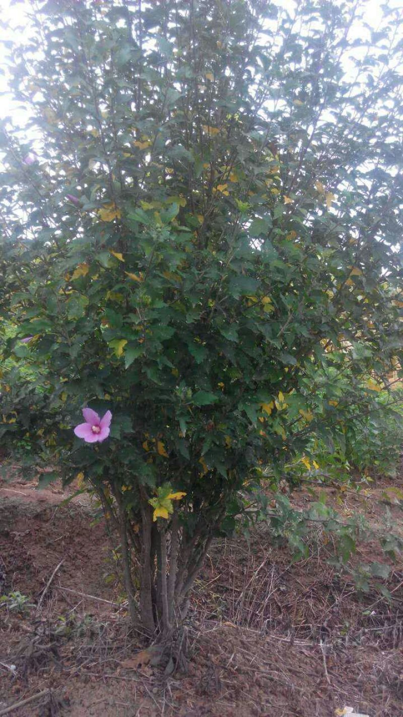 木槿，红花木槿，河南省潢川县友好苗圃基地丛生木槿基地直销