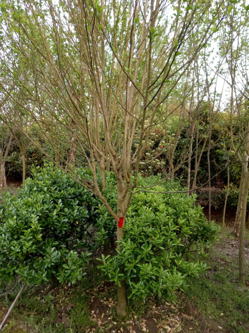 木槿，红花木槿，河南省潢川县友好苗圃基地丛生木槿基地直销