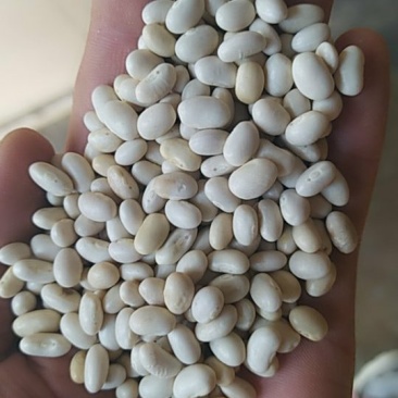 出售大小白芸豆