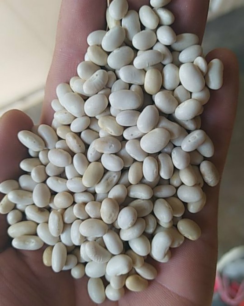 出售大小白芸豆