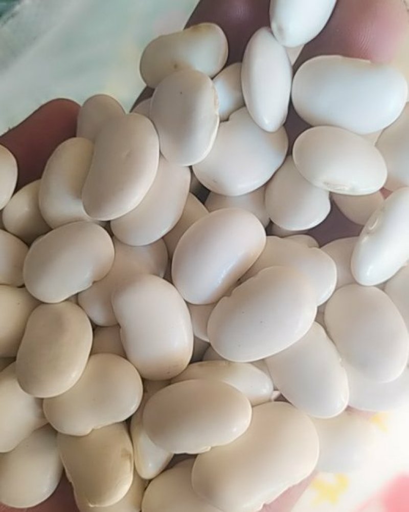 出售大小白芸豆