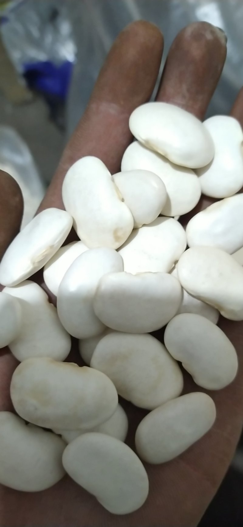 出售大小白芸豆
