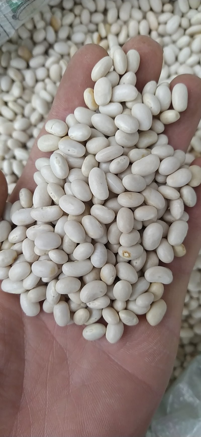 出售大小白芸豆