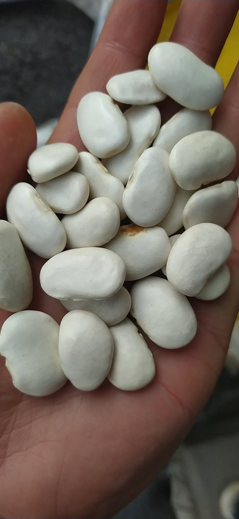 出售大小白芸豆