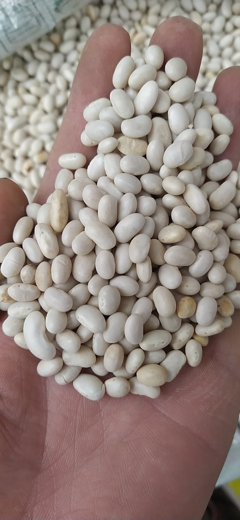 出售大小白芸豆