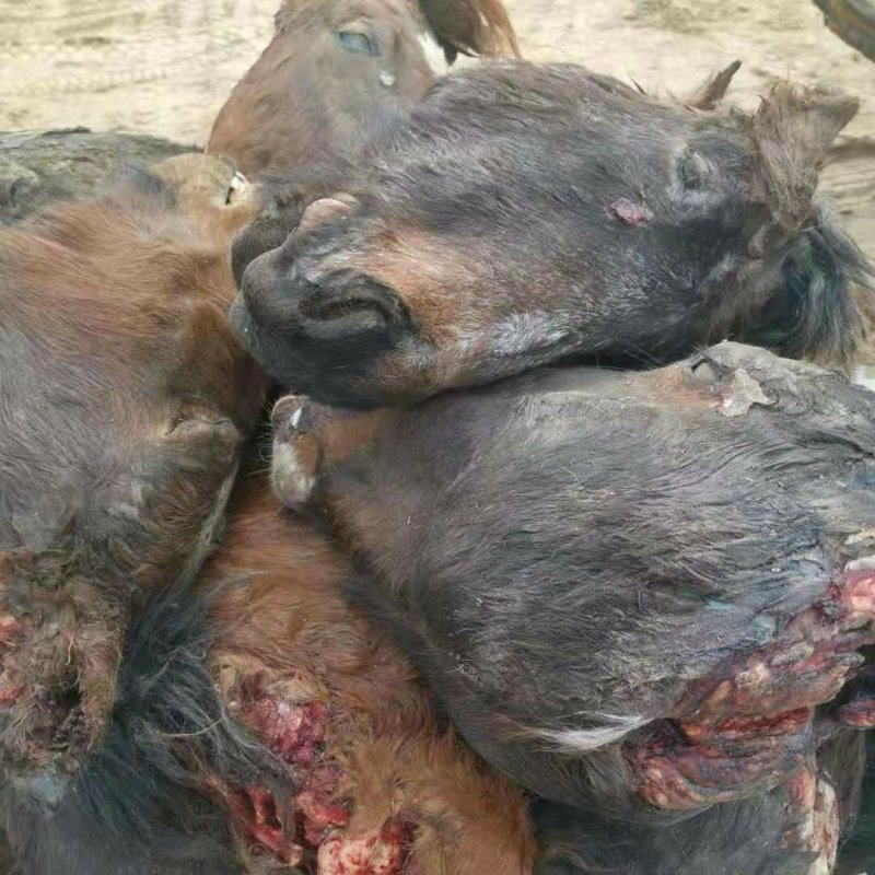 带毛马头新鲜国产马头活马现杀