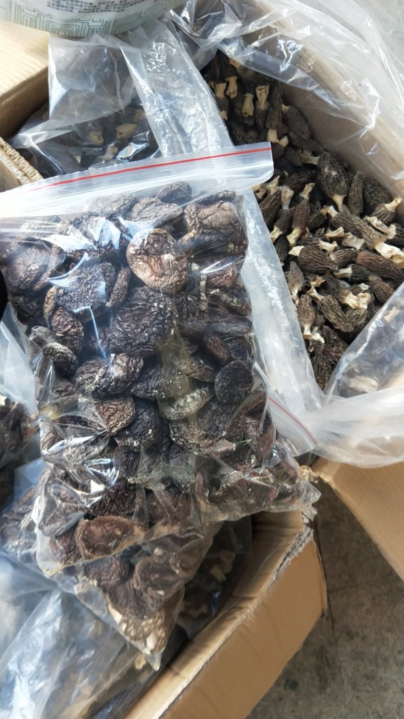 野外椴木香菇