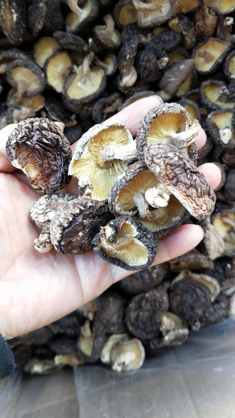 野外椴木香菇