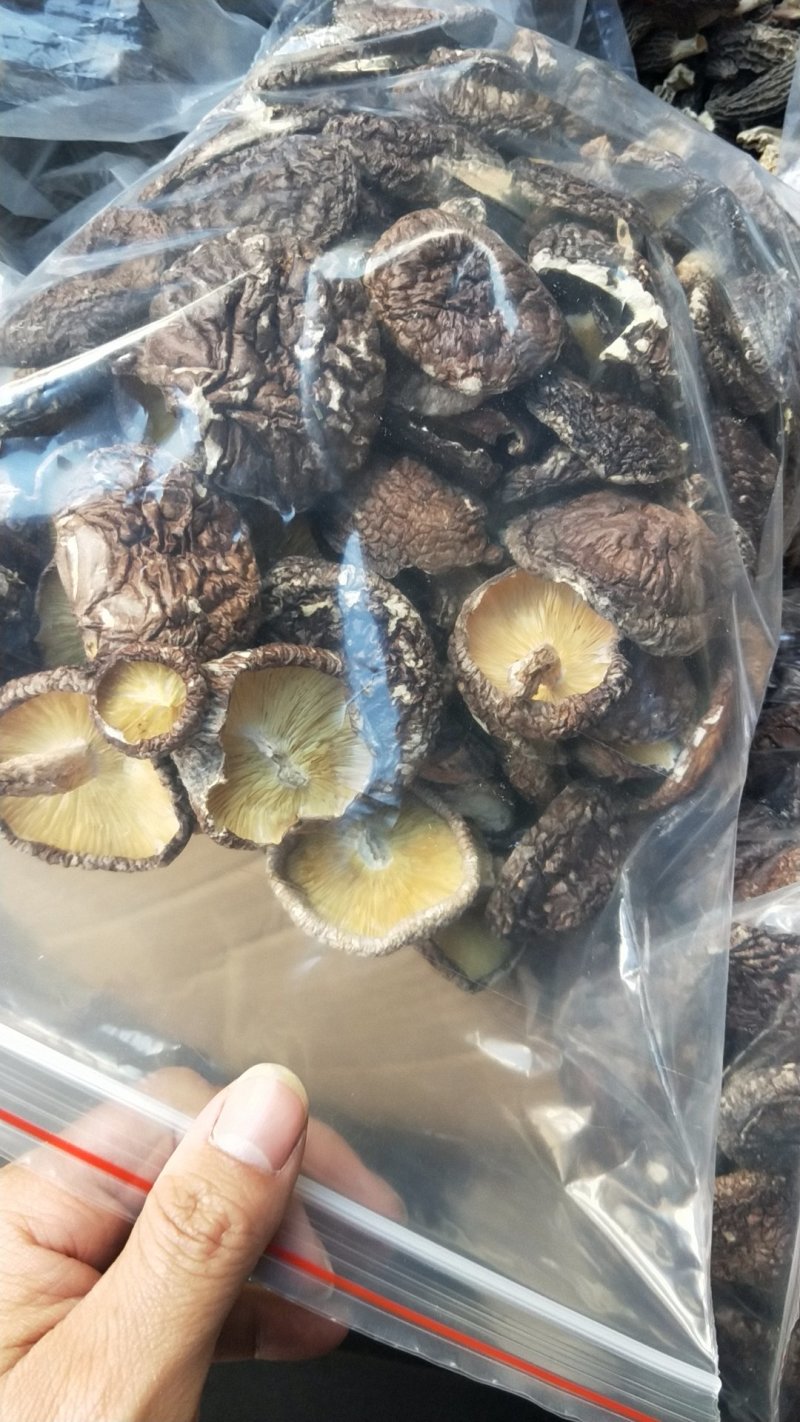 野外椴木香菇