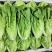 精品意大利生菜5-6两，云南大棚蔬菜，精品高山意大利