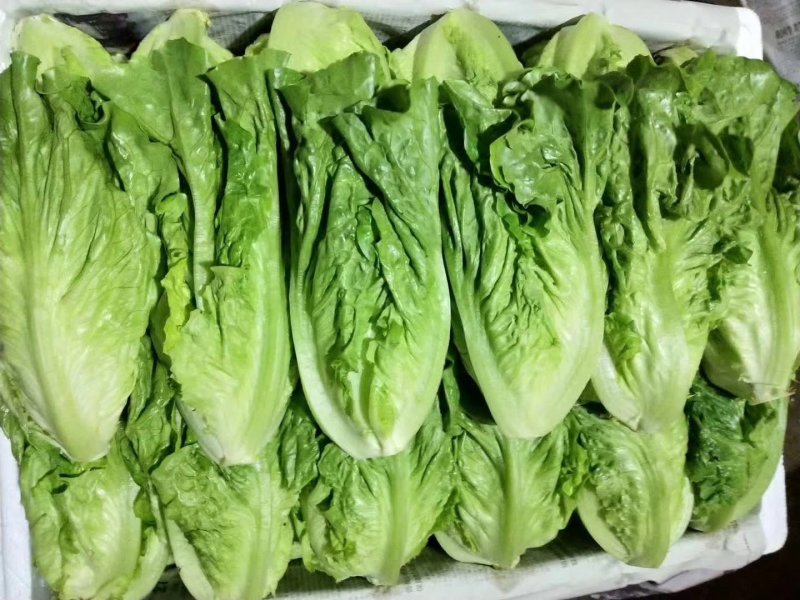 精品意大利生菜5-6两，云南大棚蔬菜，精品高山意大利