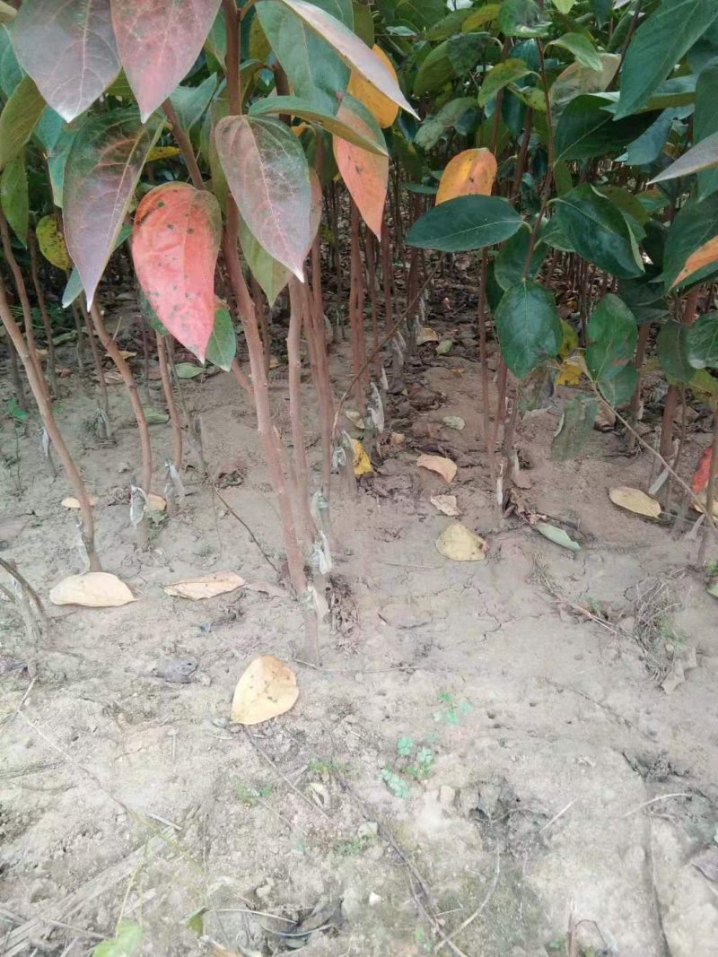 柿子树苗二年生大秋甜柿嫁接苗无核甜柿富有阳丰摘下即食