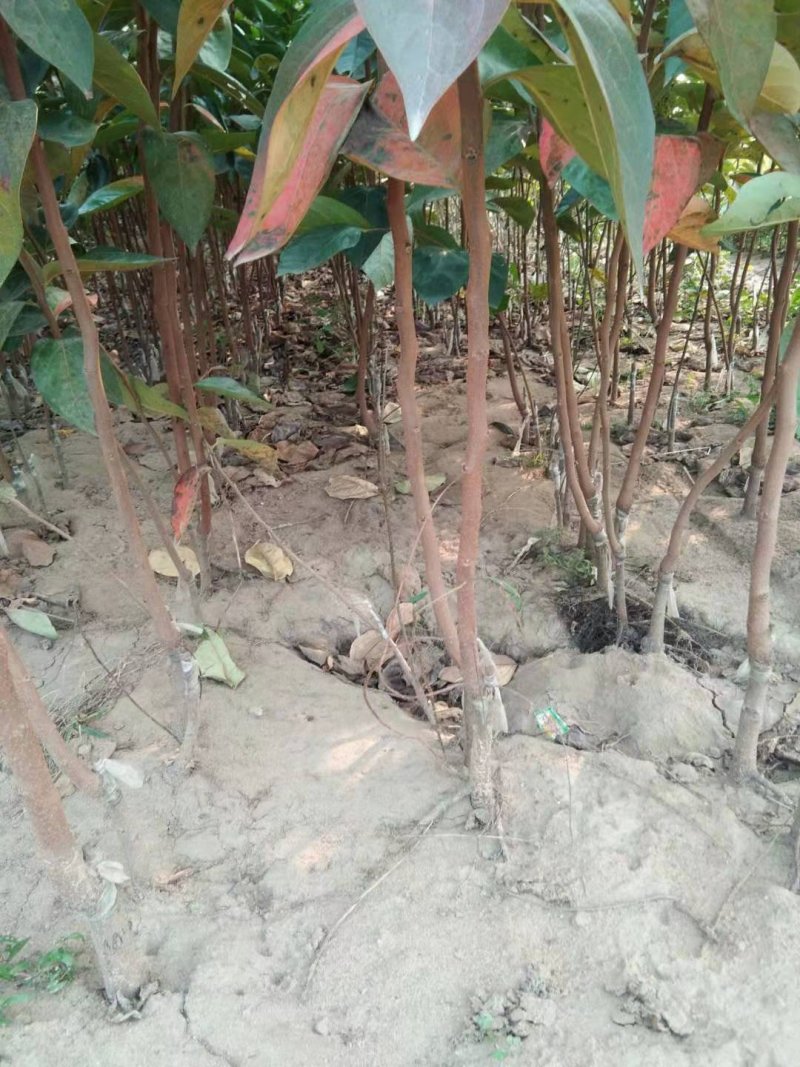 柿子树苗二年生大秋甜柿嫁接苗无核甜柿富有阳丰摘下即食