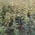柿子树苗二年生大秋甜柿嫁接苗无核甜柿富有阳丰摘下即食