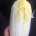 精品纯黄娃娃菜，高山娃娃菜质量非常好，耐运输
