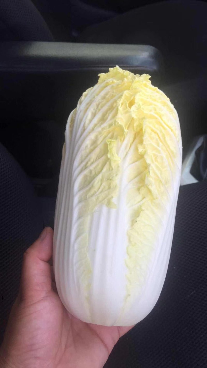 精品纯黄娃娃菜，高山娃娃菜质量非常好，耐运输