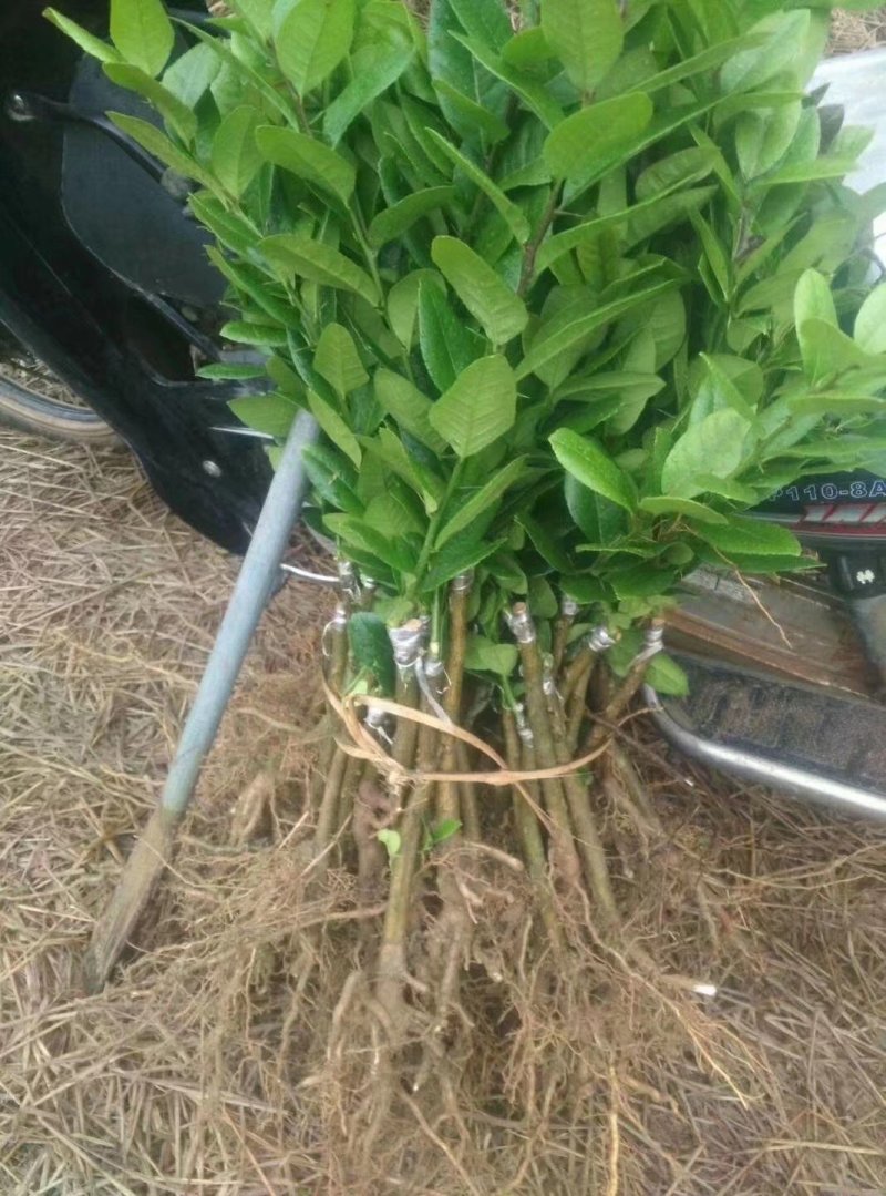 香水柠檬嫁接苗无籽柠檬苗带土带叶发货正品包邮