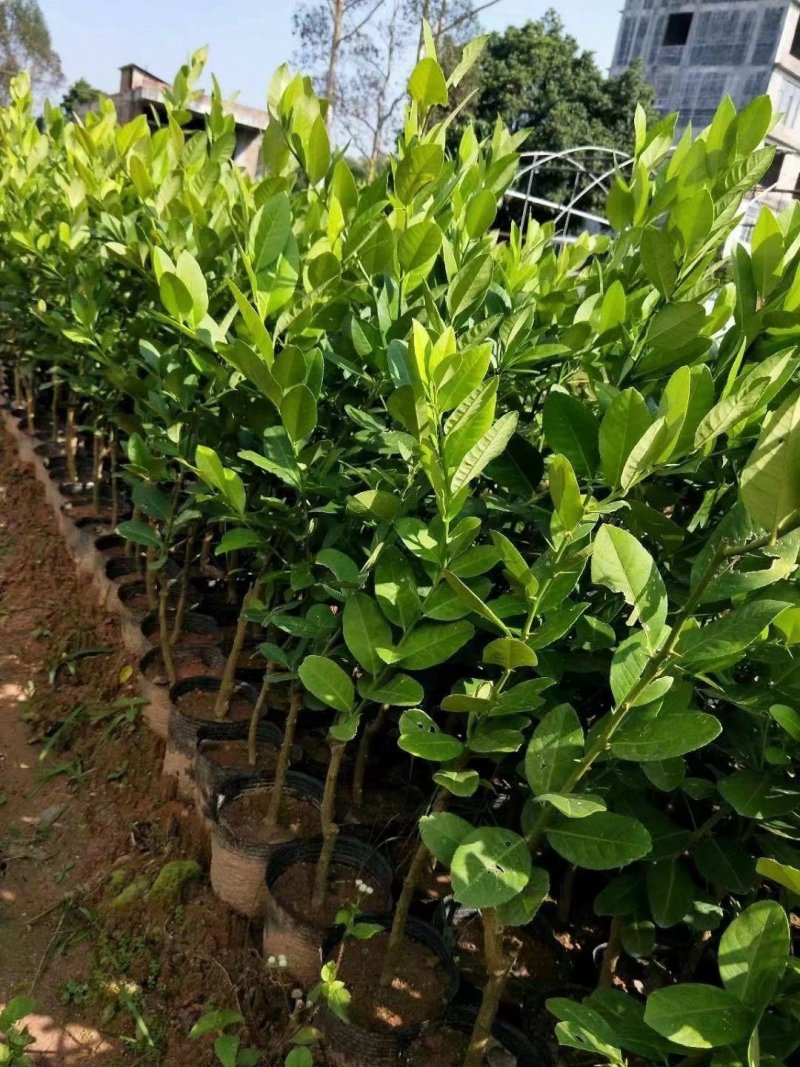 香水柠檬嫁接苗无籽柠檬苗带土带叶发货正品包邮