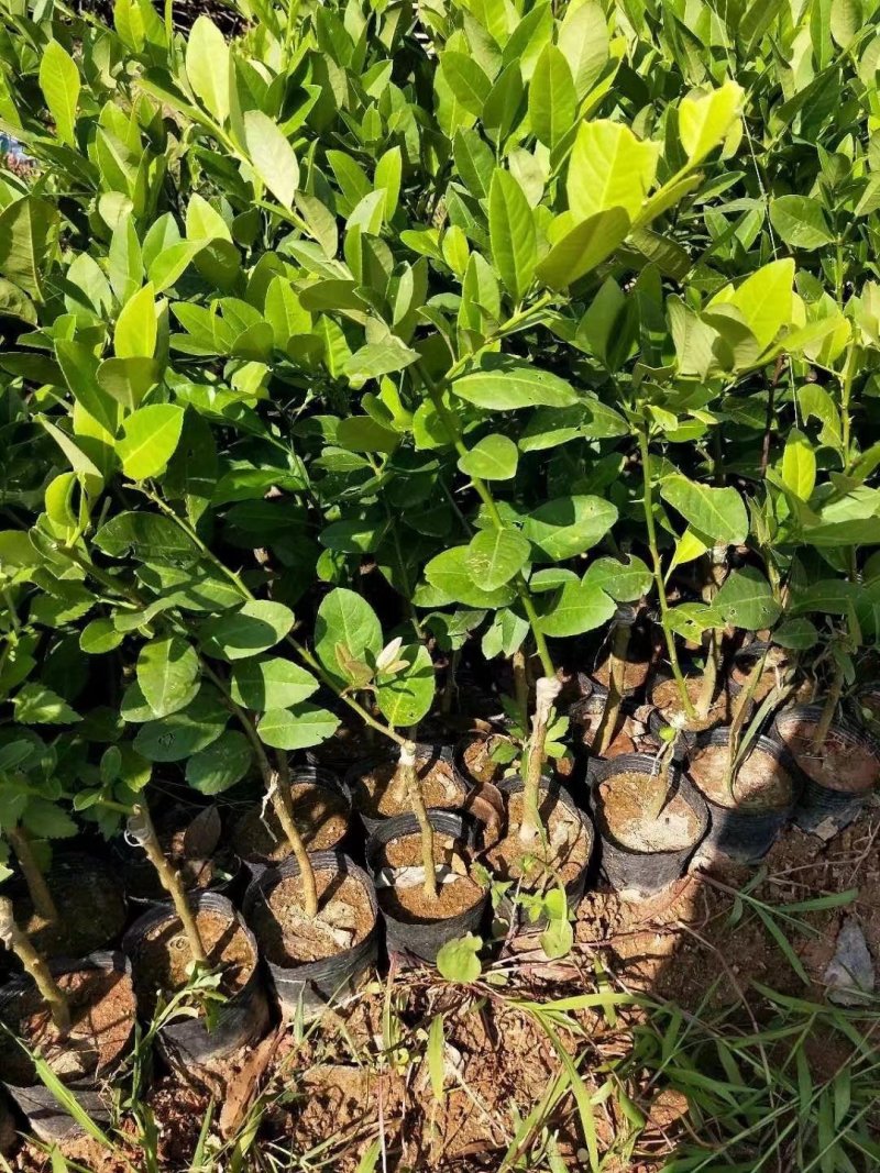 香水柠檬嫁接苗无籽柠檬苗带土带叶发货正品包邮