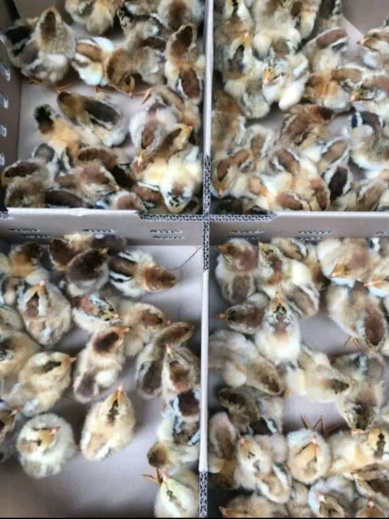 灵山土鸡苗，品种优良，大量供应