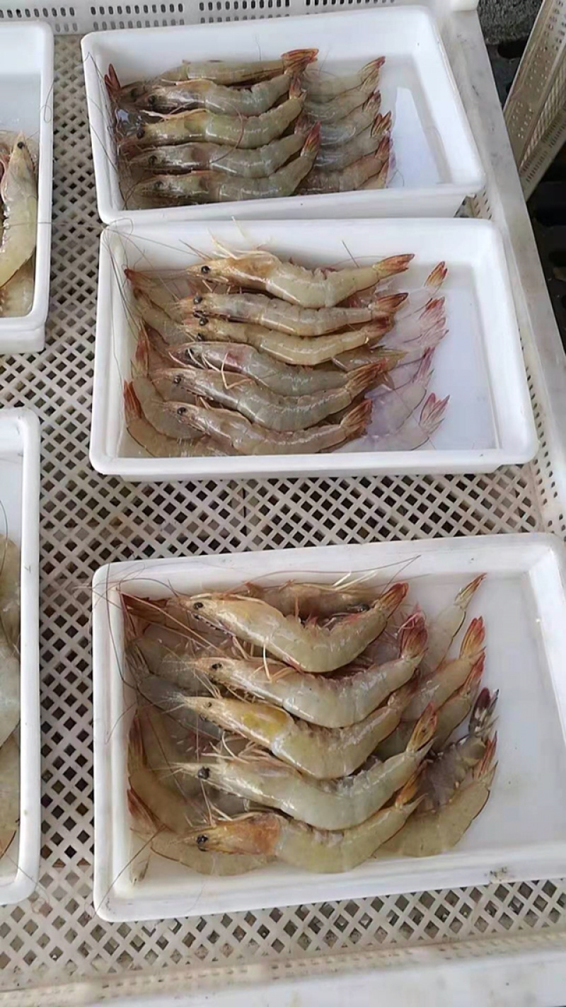 天然海白虾