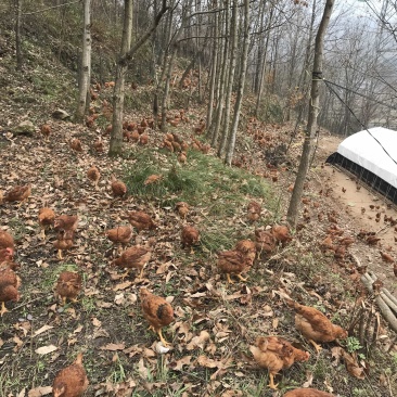 林下散养土鸡、走地鸡草鸡、肉质鲜美。4斤