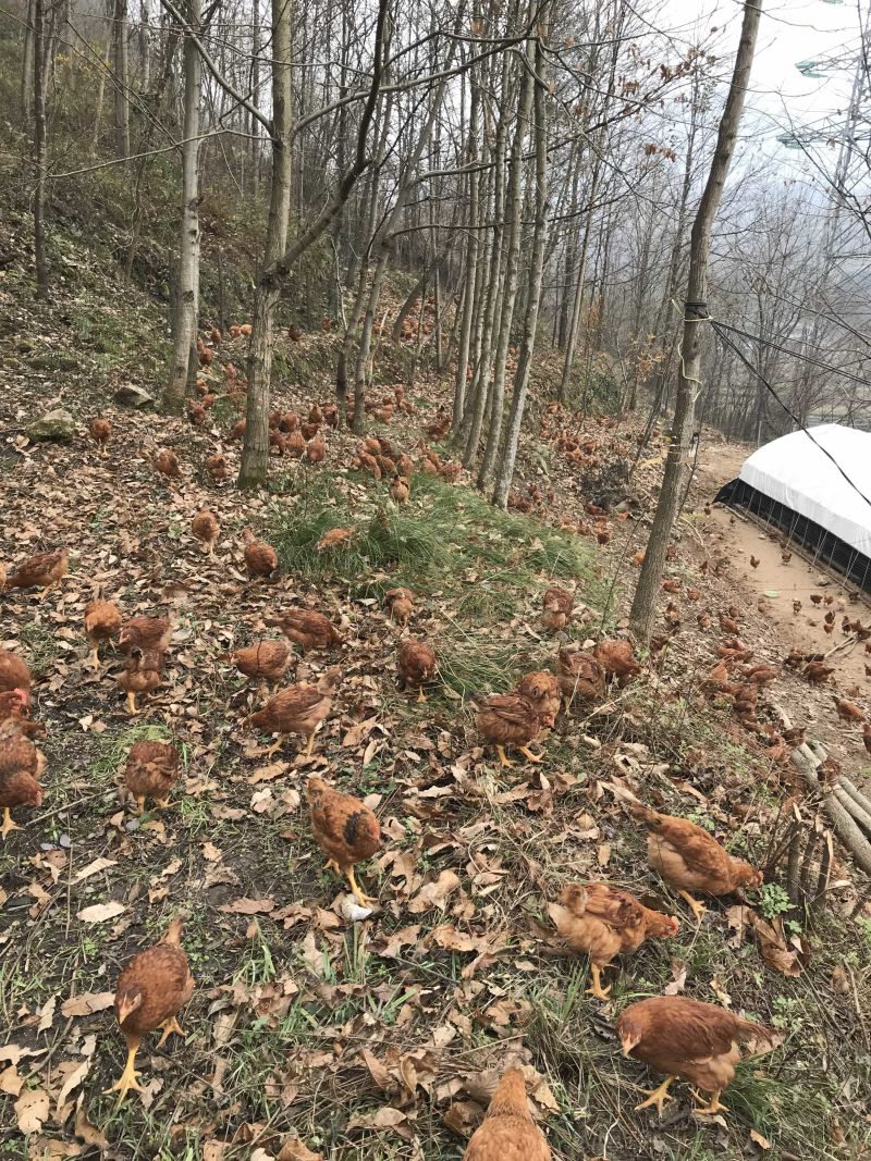 林下散养土鸡、走地鸡草鸡、肉质鲜美。4斤